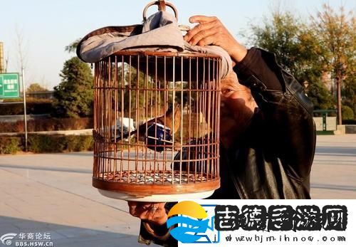 “八旬翁养鸟