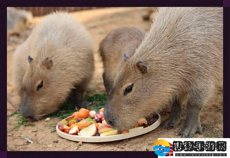 科技界腹黑大师兄肉食动物也吃素
