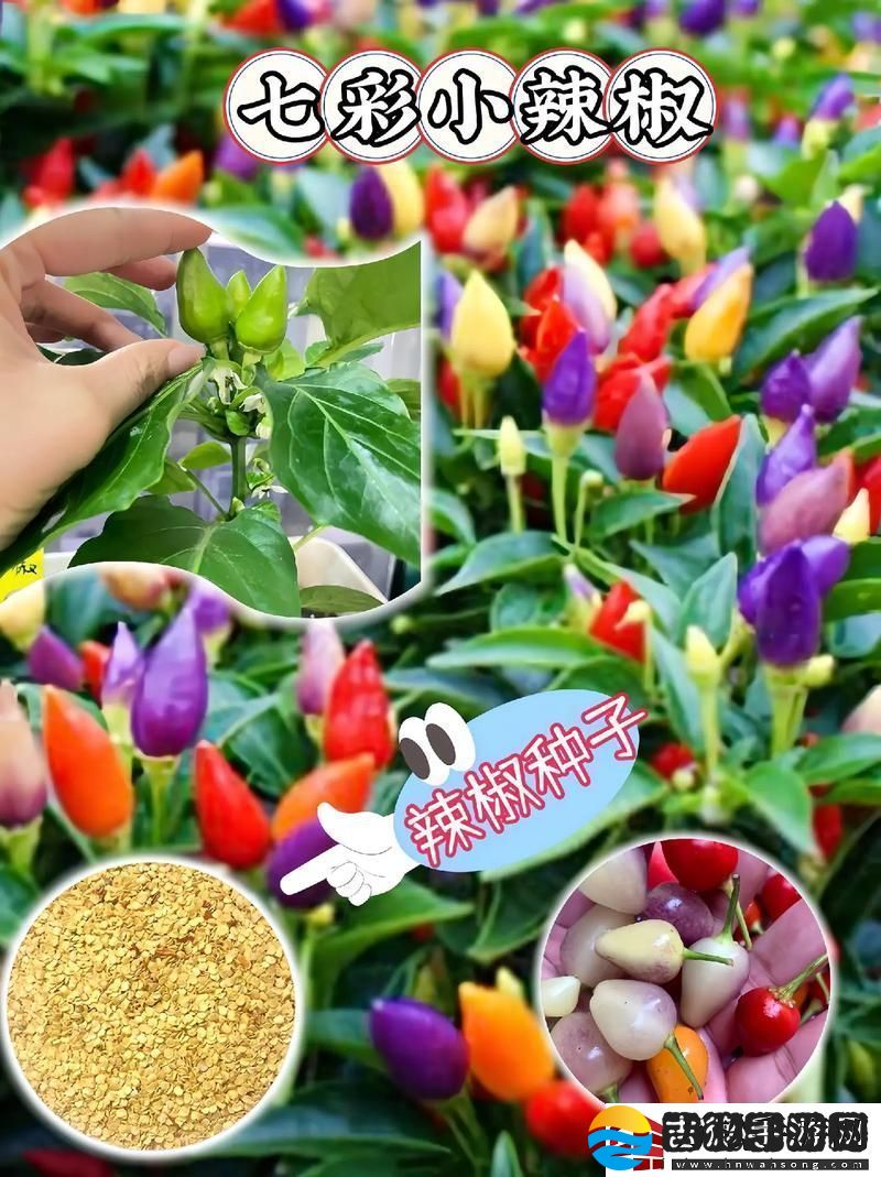 美丽的小辣椒3最经典的一句